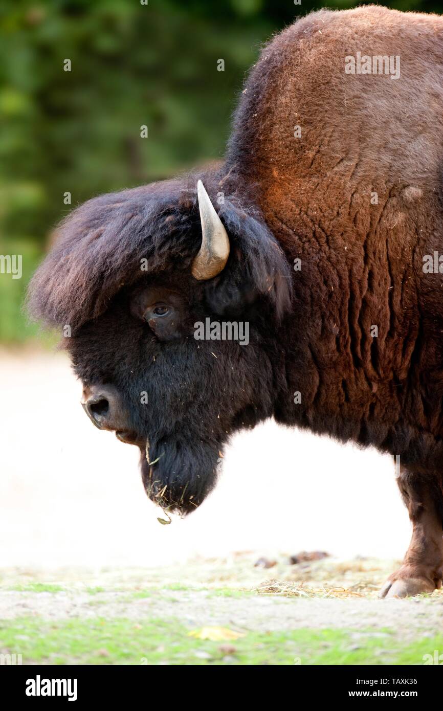 American bisons Stock Photo