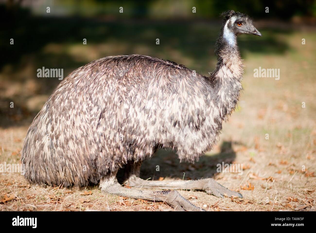Emu Stock Photo
