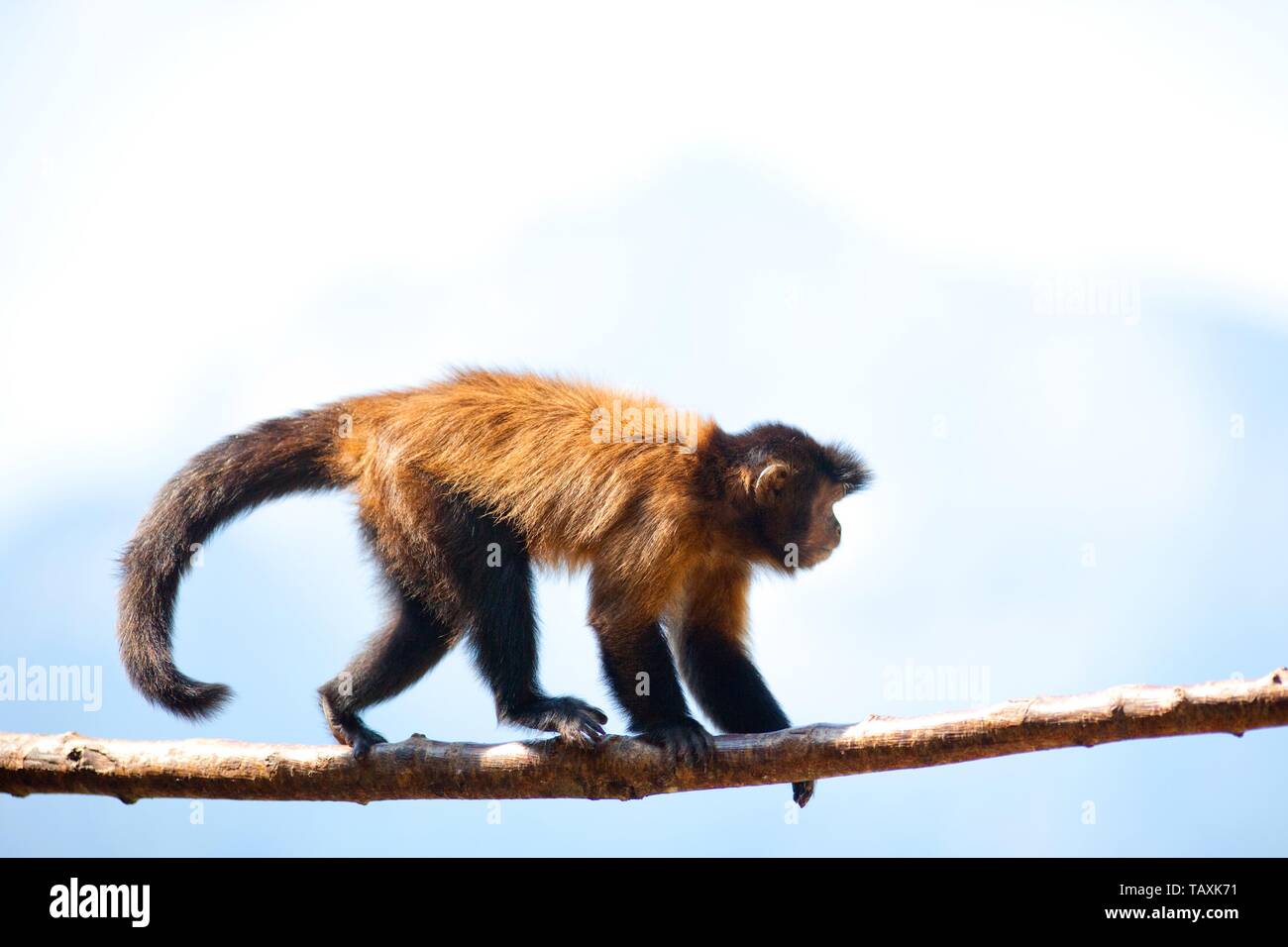 capuchin monkey Stock Photo
