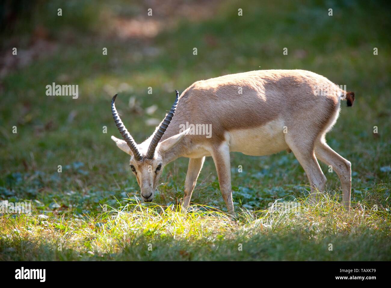 goitered gazelle Stock Photo