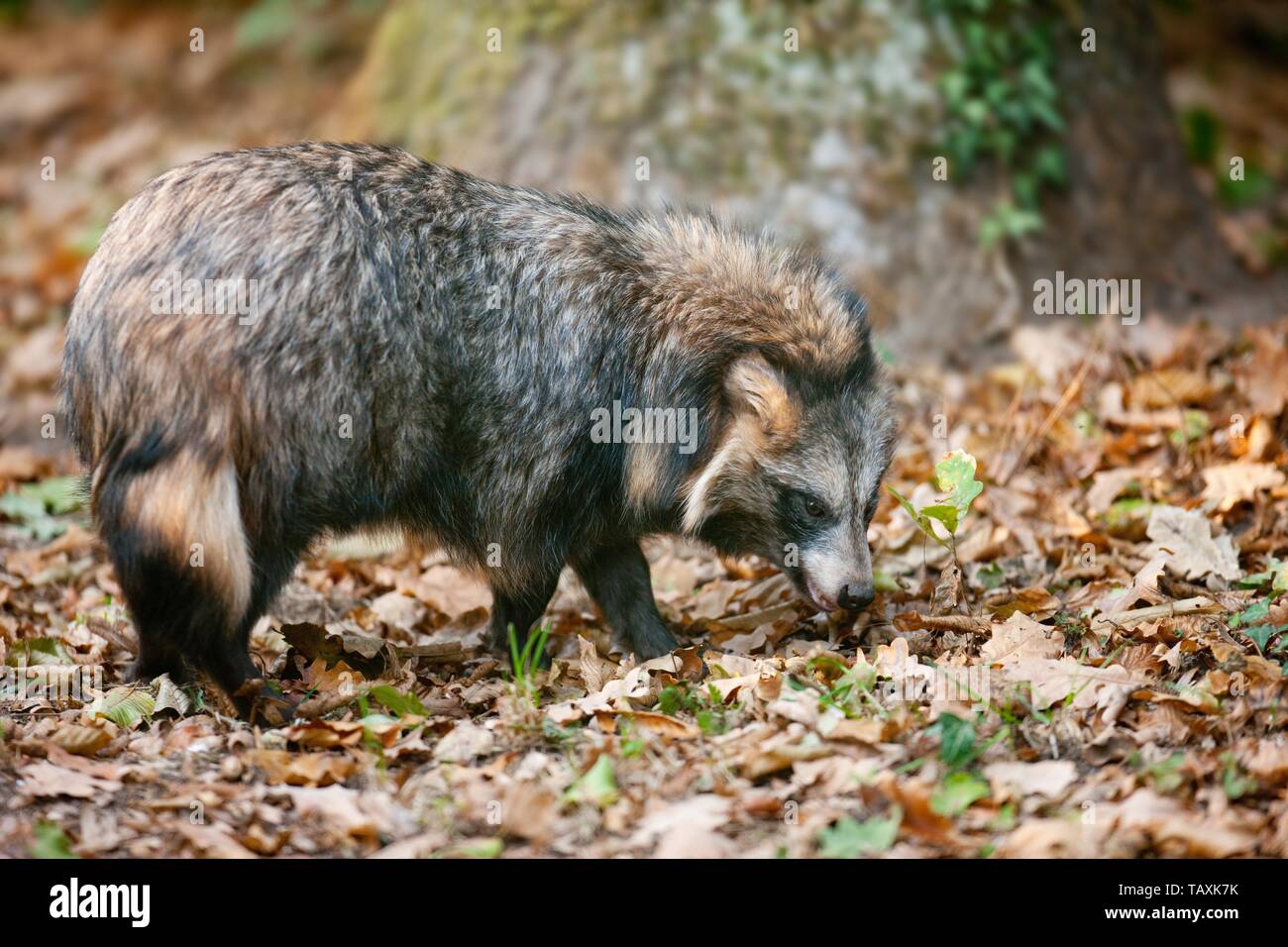 raccoon dog Stock Photo
