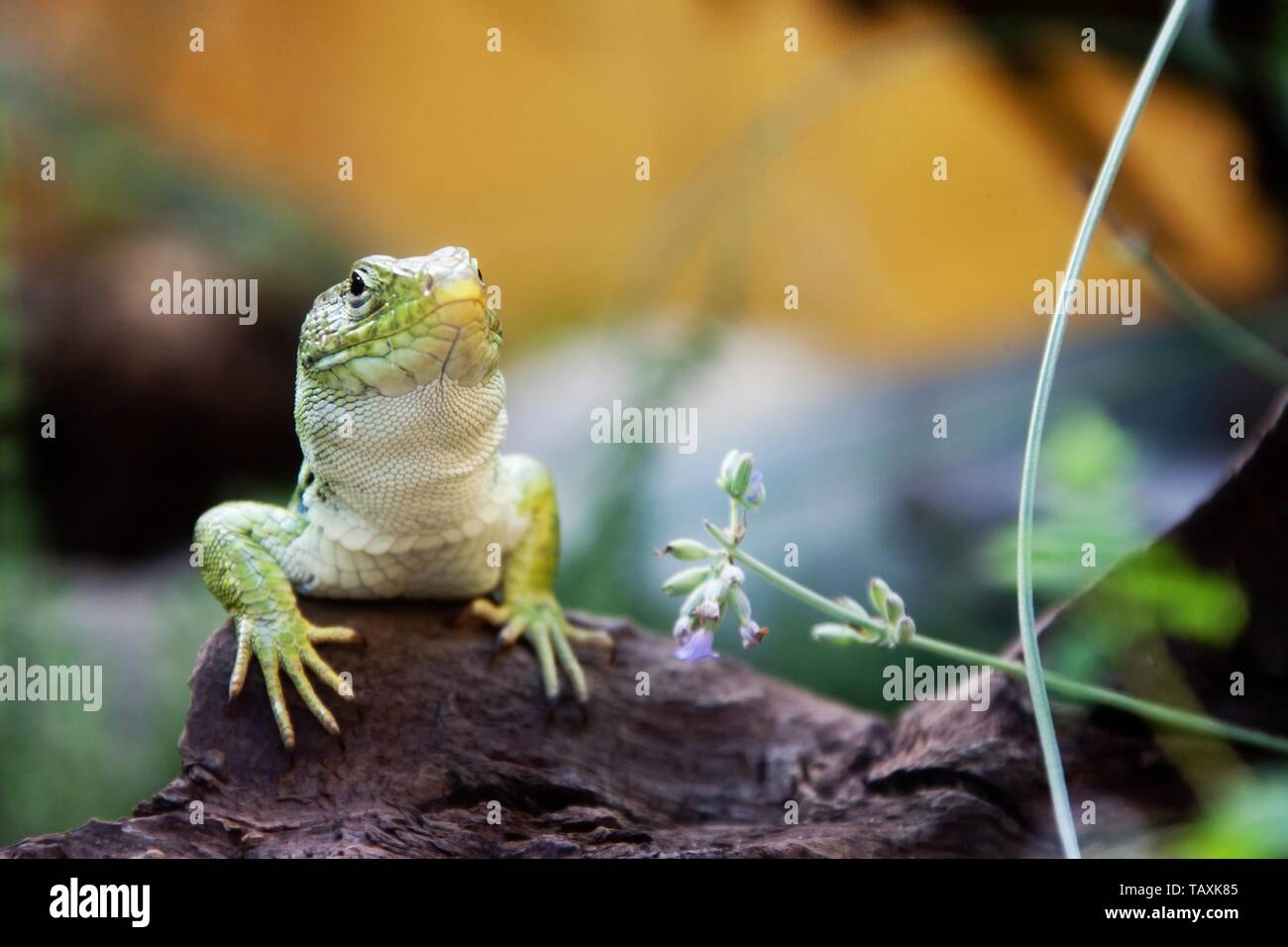 ocellated lizard Stock Photo
