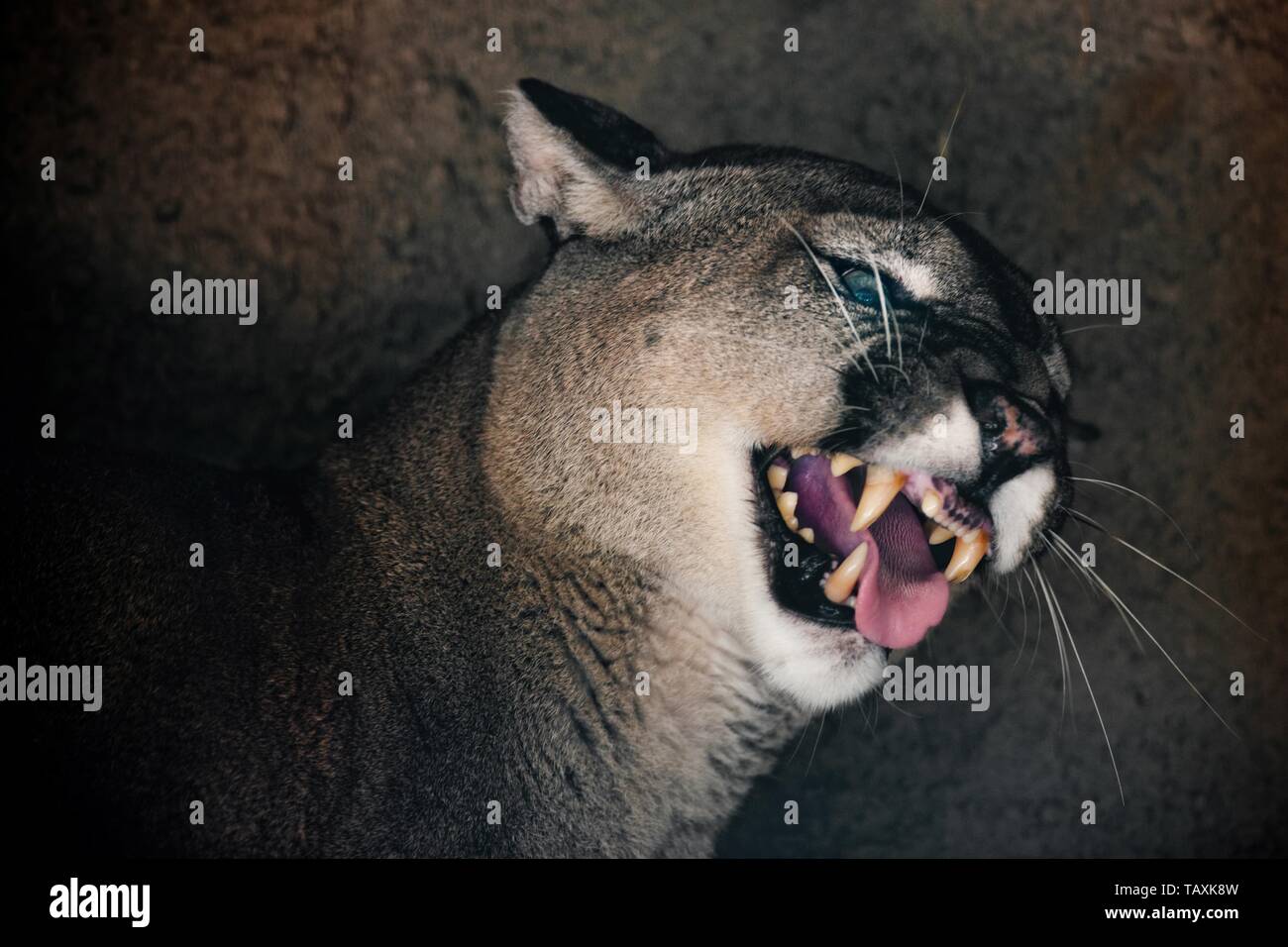 Mountain Lion Puma Concolor Tongue High Resolution Stock ...