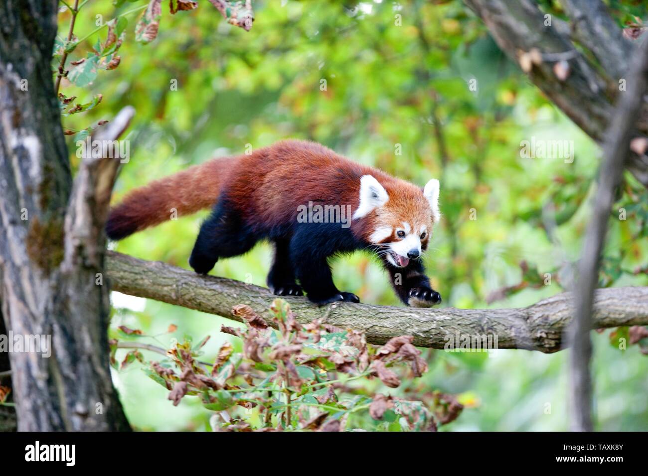 lesser red panda Stock Photo