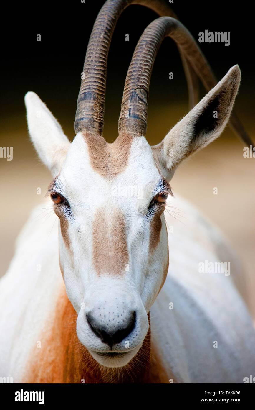 scimitar oryx Stock Photo