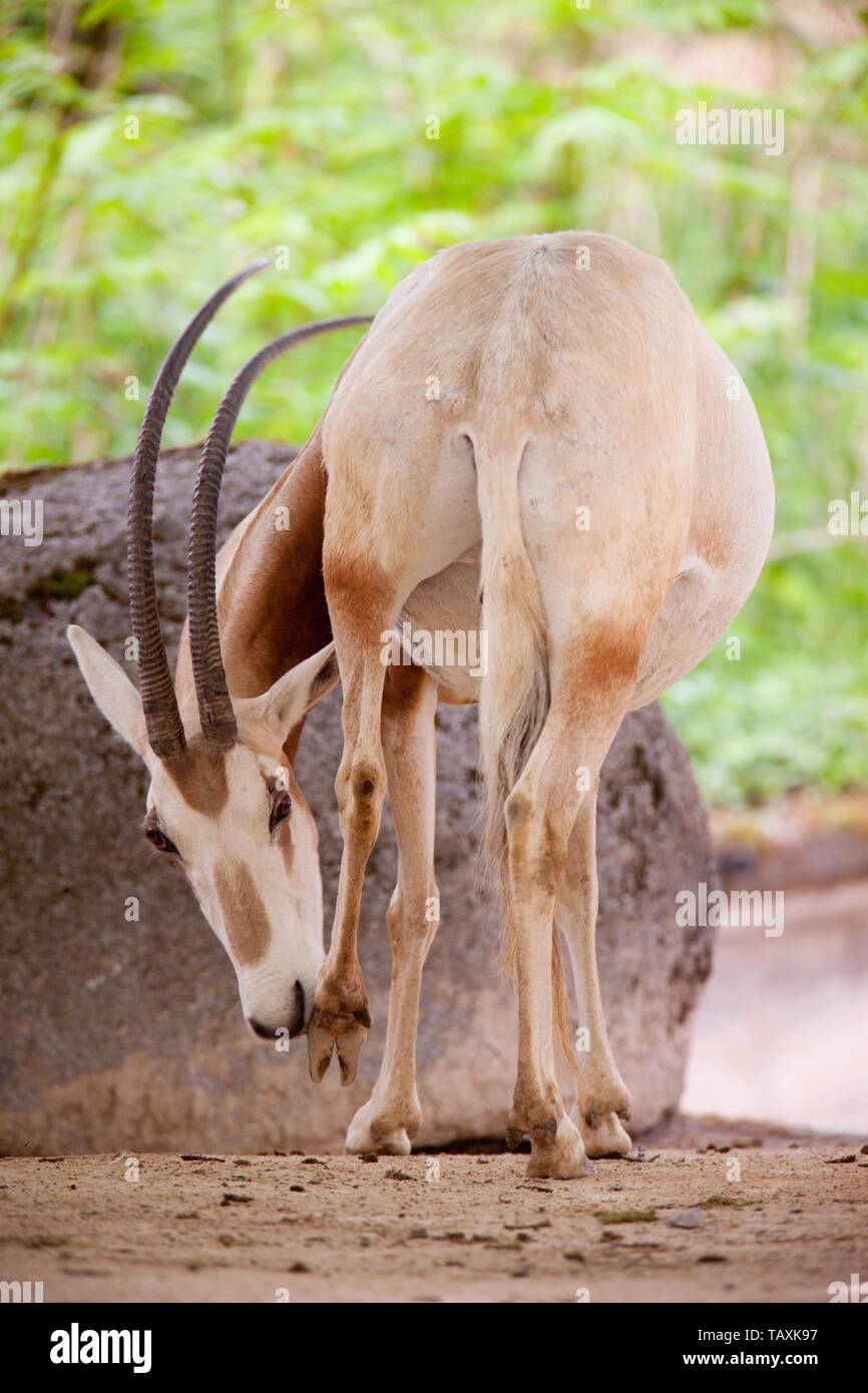 scimitar oryx Stock Photo