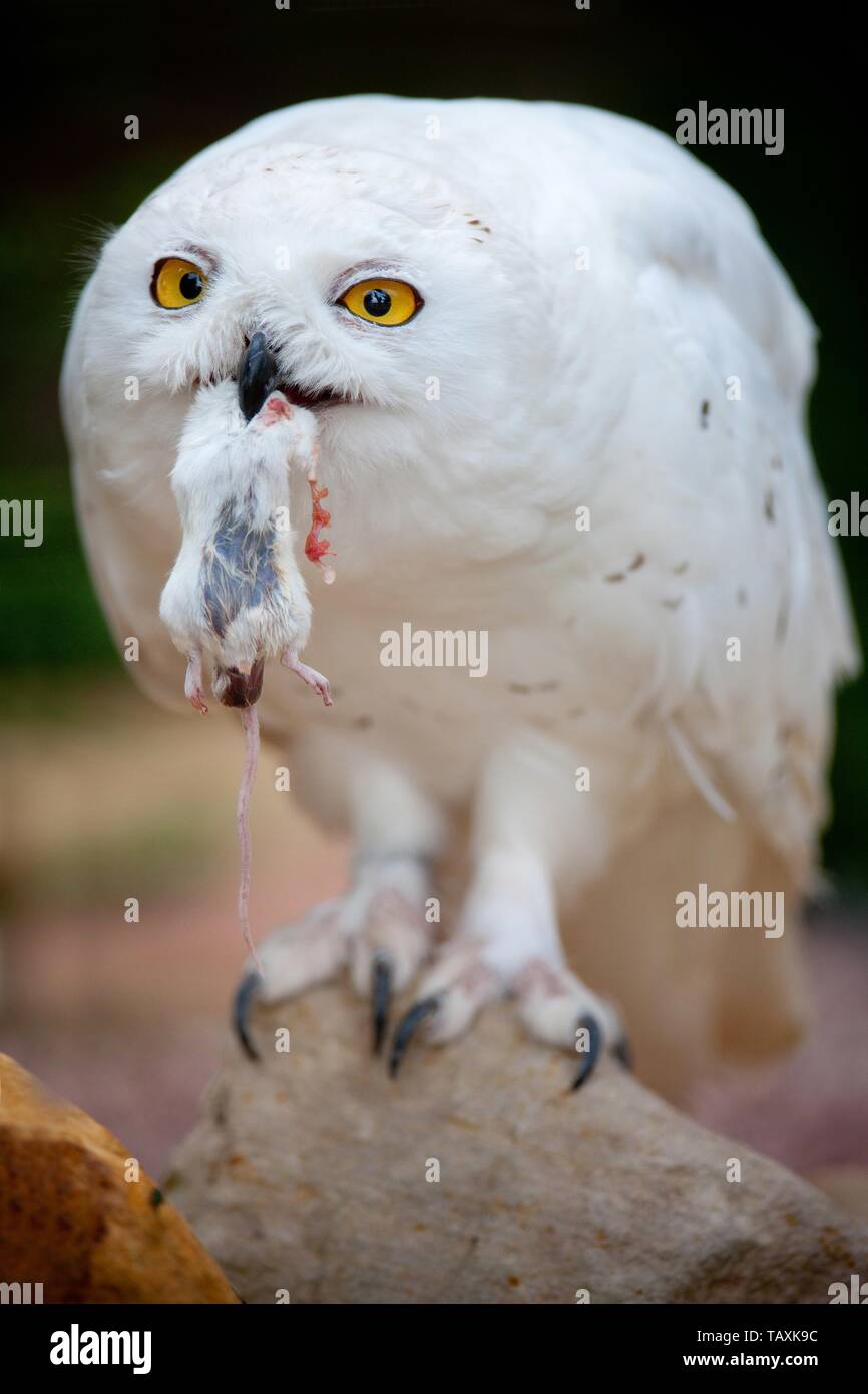Arctic owl Stock Photo