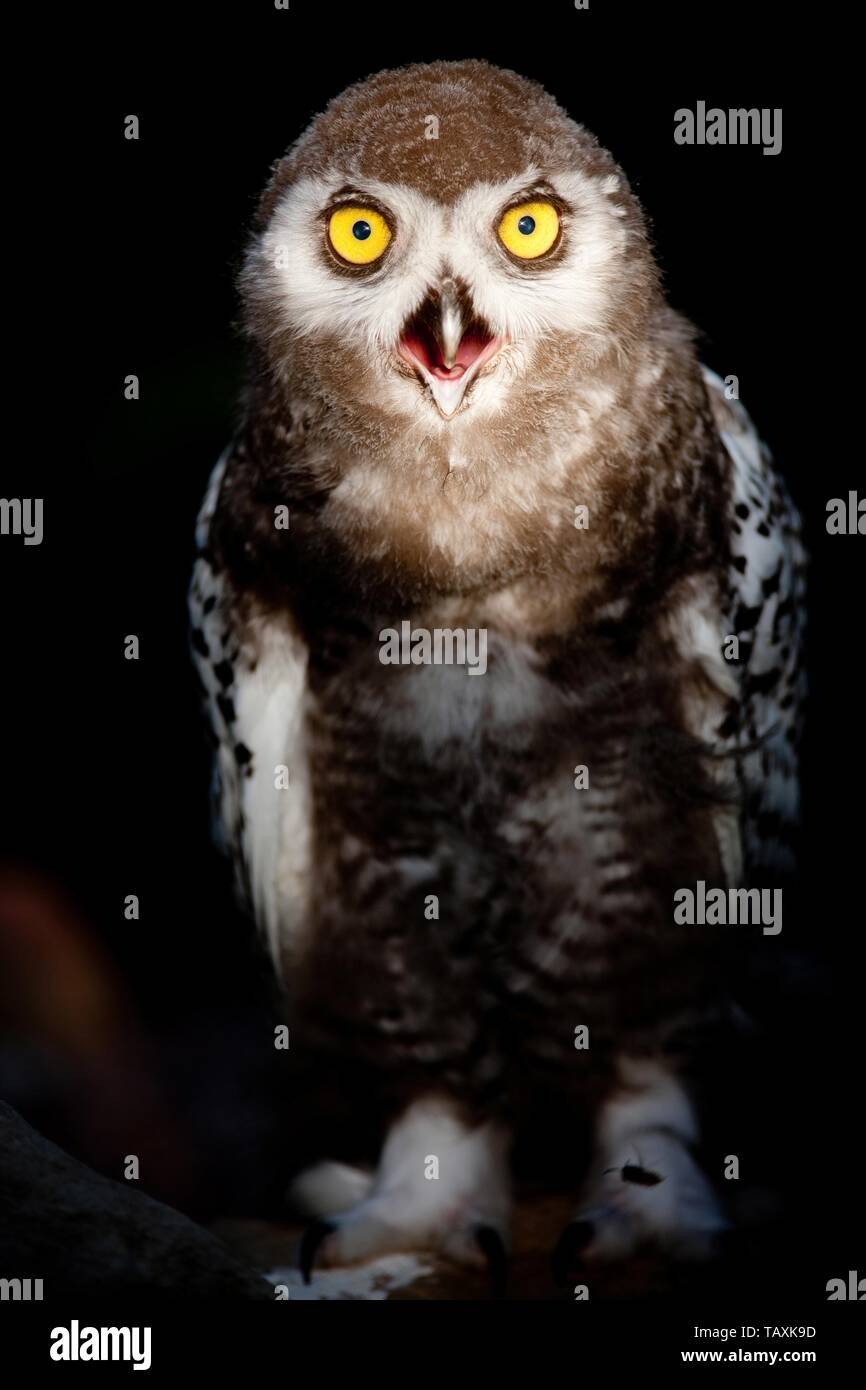 Arctic owl Stock Photo