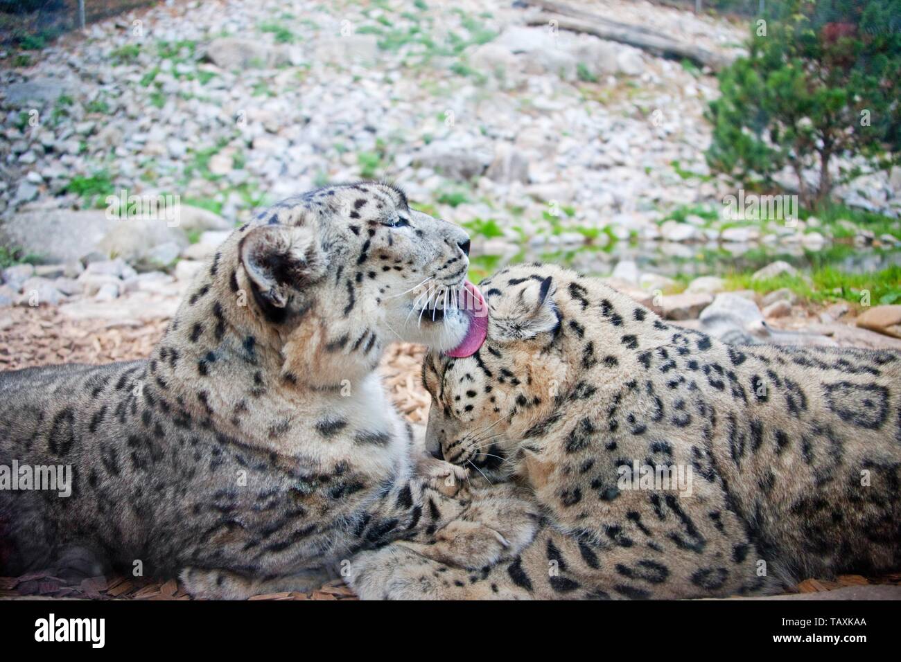 snow leopards Stock Photo