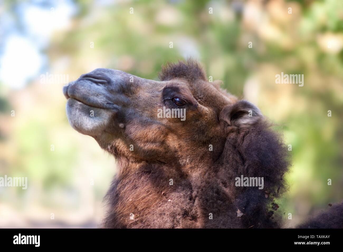 Bactrian camel Stock Photo