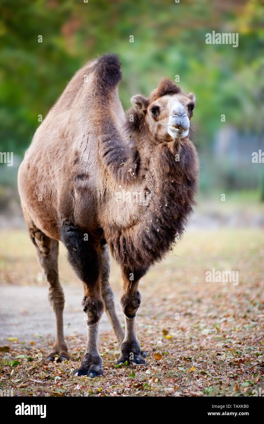 Bactrian camel Stock Photo