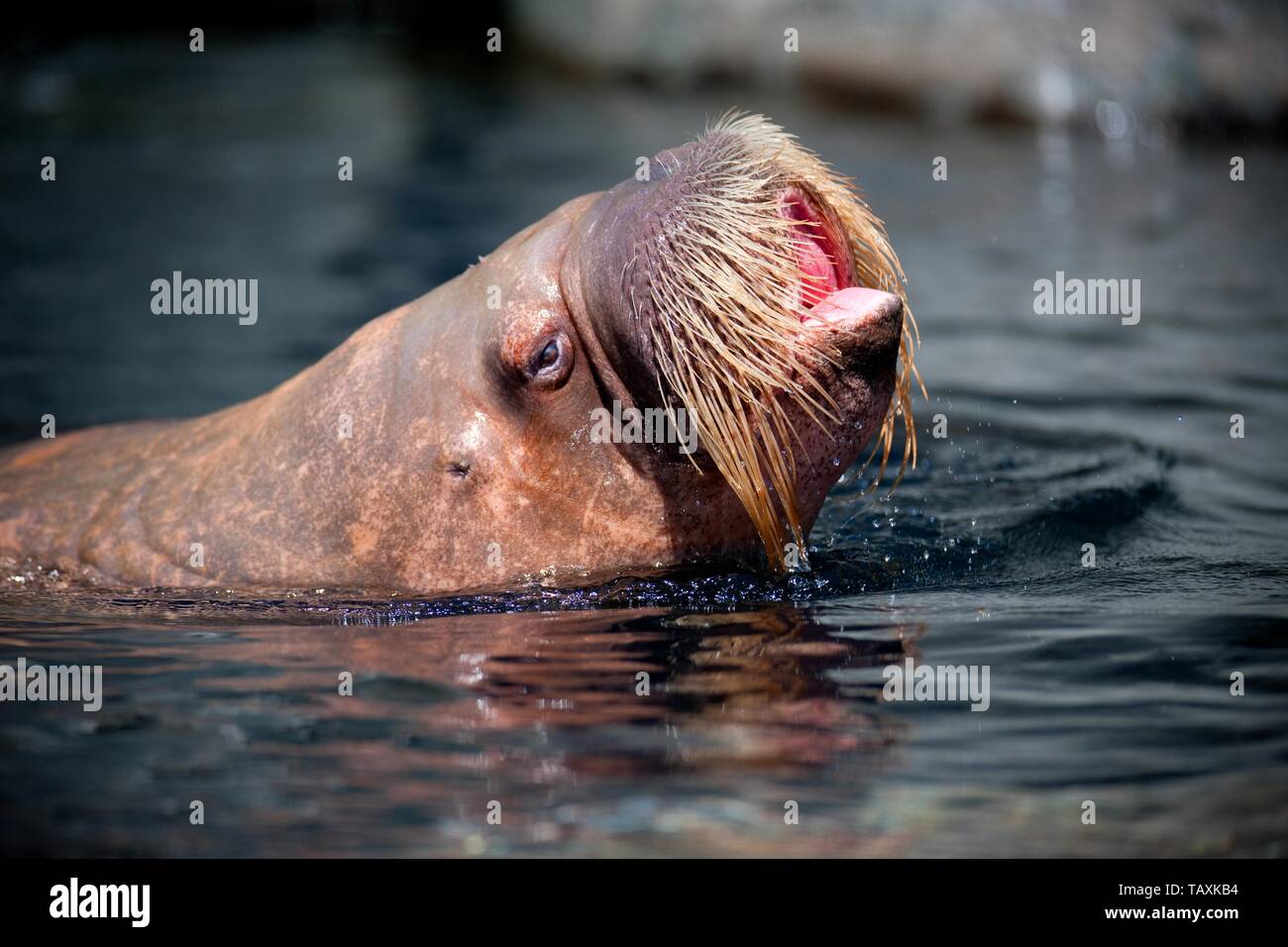 walrus Stock Photo