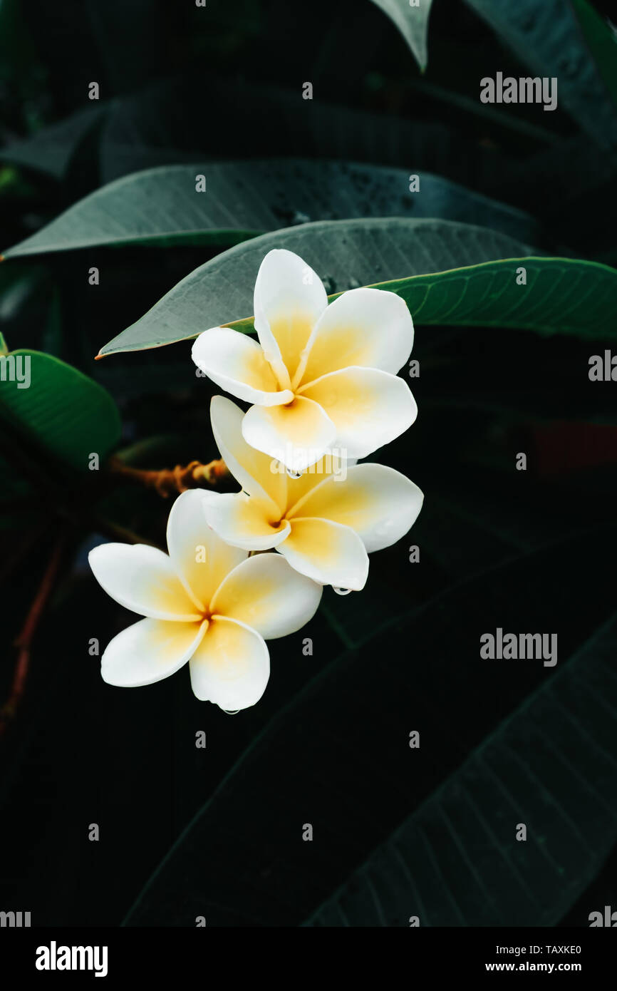 White and yellow Frangipani flower or Plumeria flowers blooming on tree in a tropical rainforest in Bali, Indonesia after a rain shower. Stock Photo