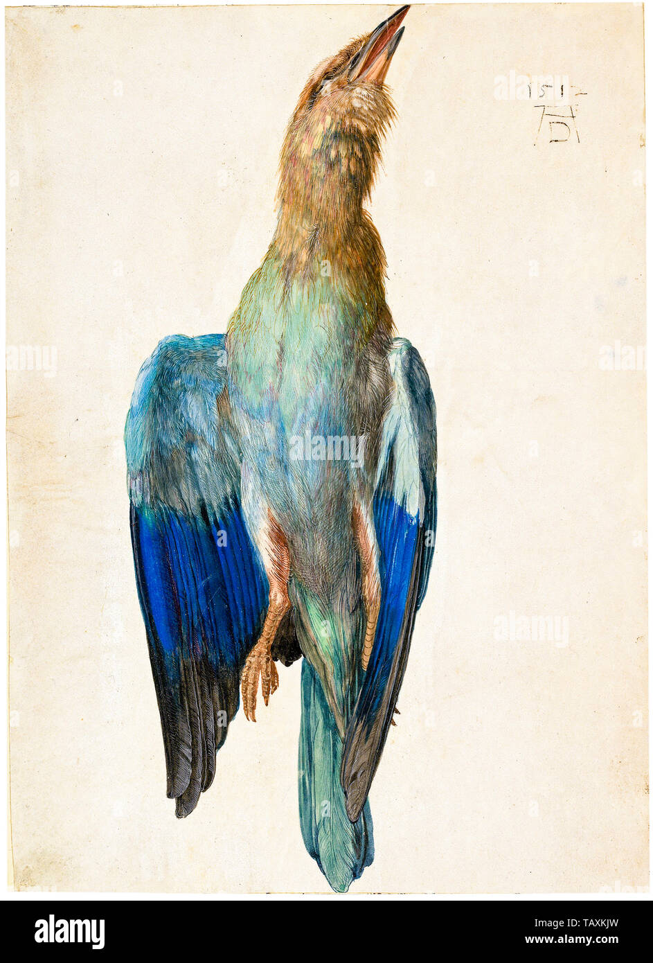 Albrecht Dürer, Dead Bluebird, watercolour painting, circa 1500 Stock Photo