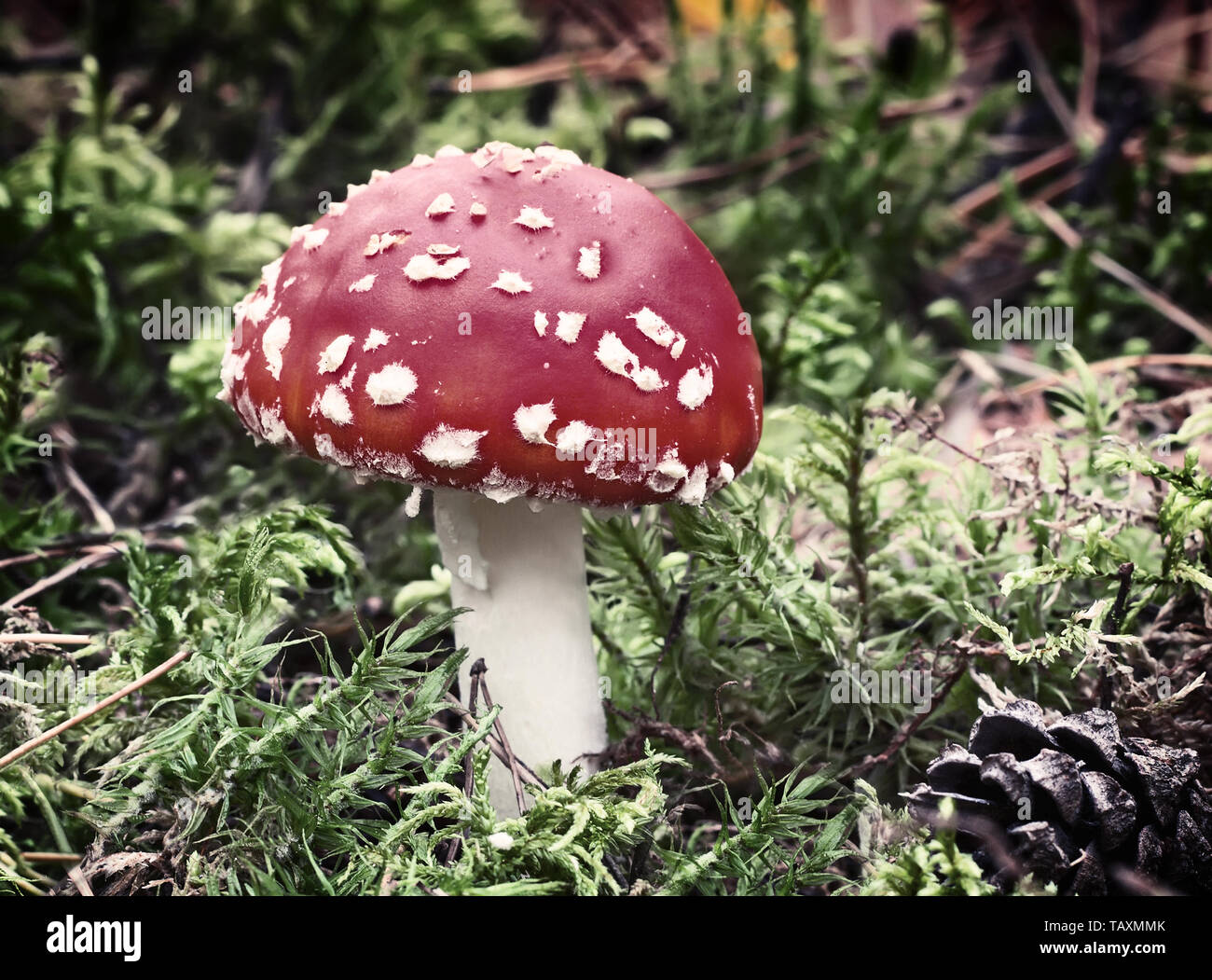 Among the green moss and fallen leaves grows poisonous mushroom mushroom fly agaric with a beautiful red hat. Stock Photo