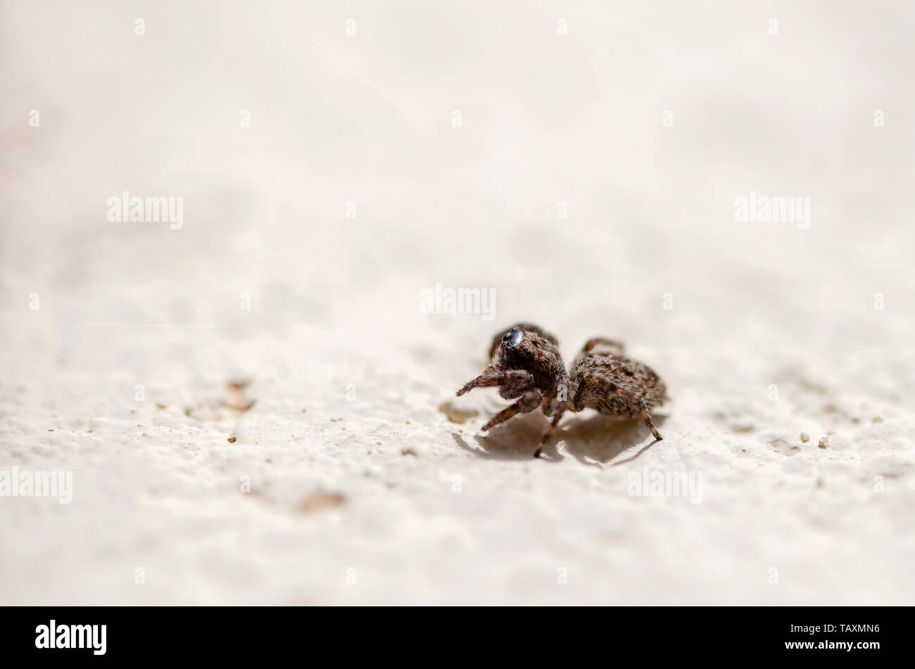 Macro photography of a tiny brown jumping spider walking on a wall. Captured at the Andean mountains of central Colombia. Stock Photo