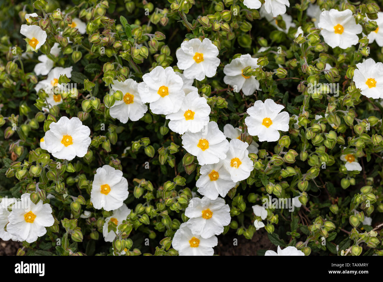 Close up of Cistus Obtusifolius Thrive white rock rose flowering in an English garden, UK Stock Photo
