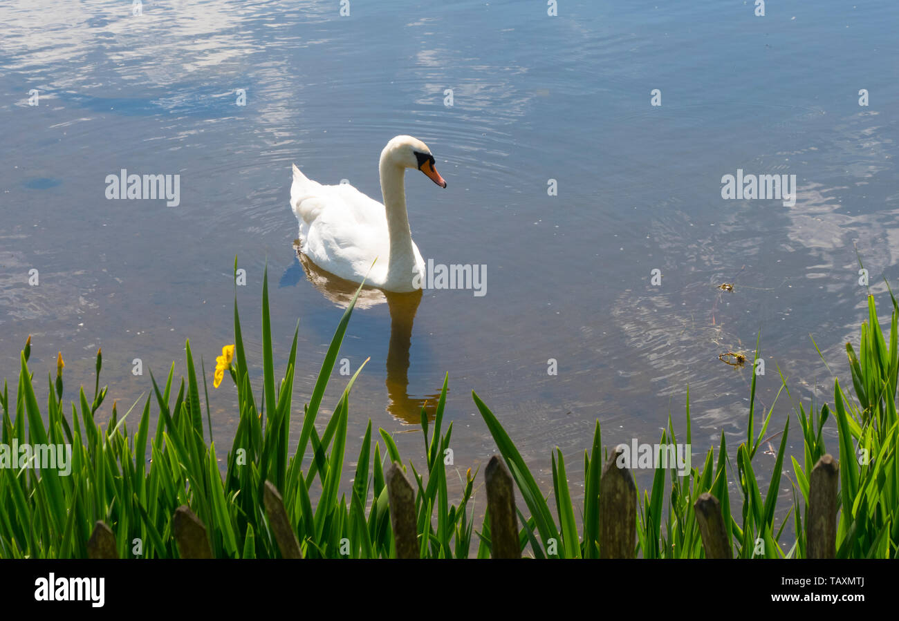 Mutes swan on a lake with yellow flag Stock Photo