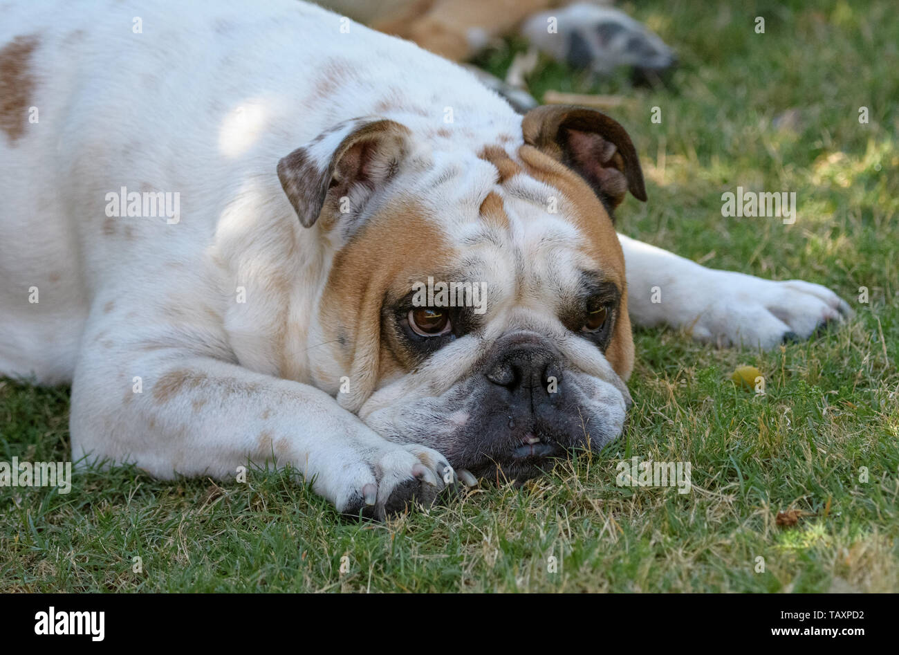 English bulldog cooling in the grass Stock Photo