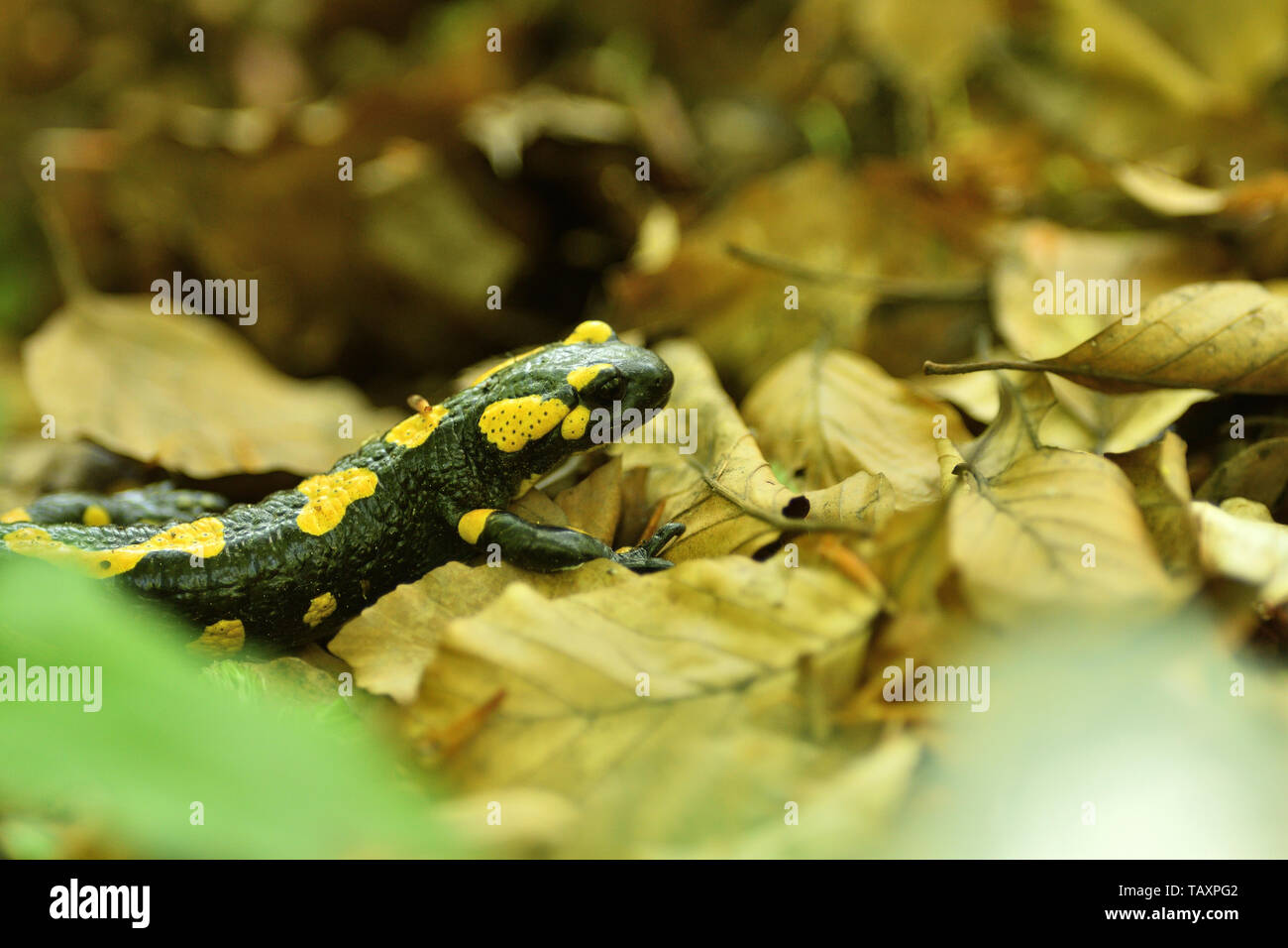 Yellow Spots On Leaves High Resolution Stock Photography and Images Alamy