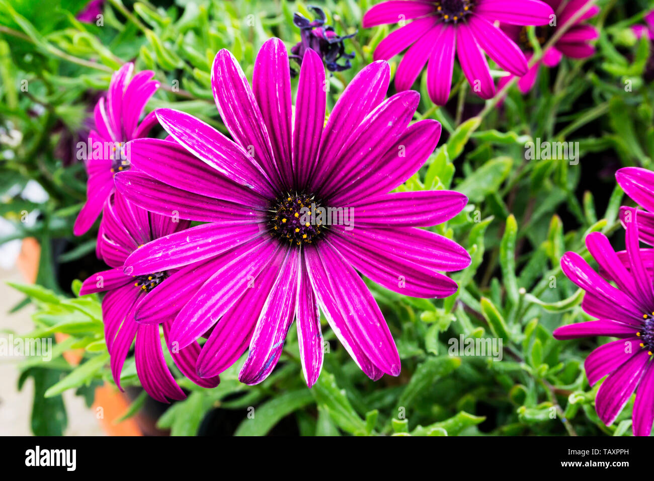 Osteospermum 'Tresco Purple' Stock Photo