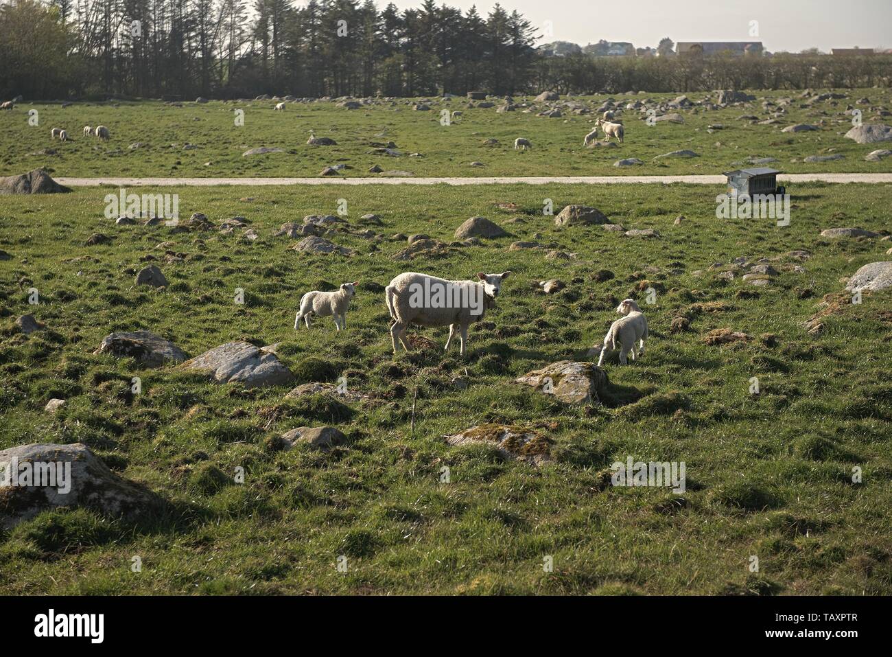 Sheep eating grass at the hill view campsite, Norway Stock Photo - Alamy