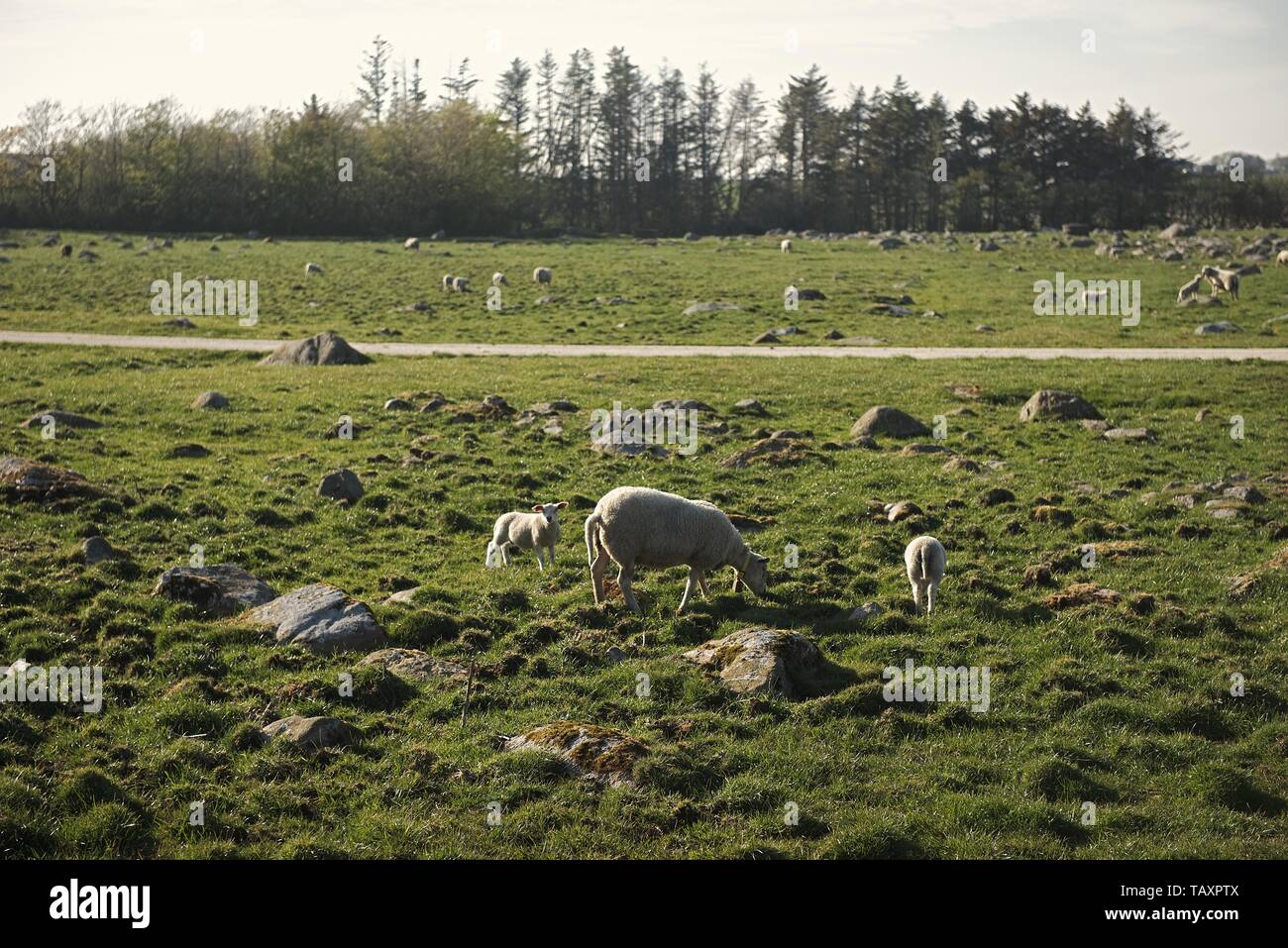 Sheep eating grass at the hill view campsite, Norway Stock Photo - Alamy