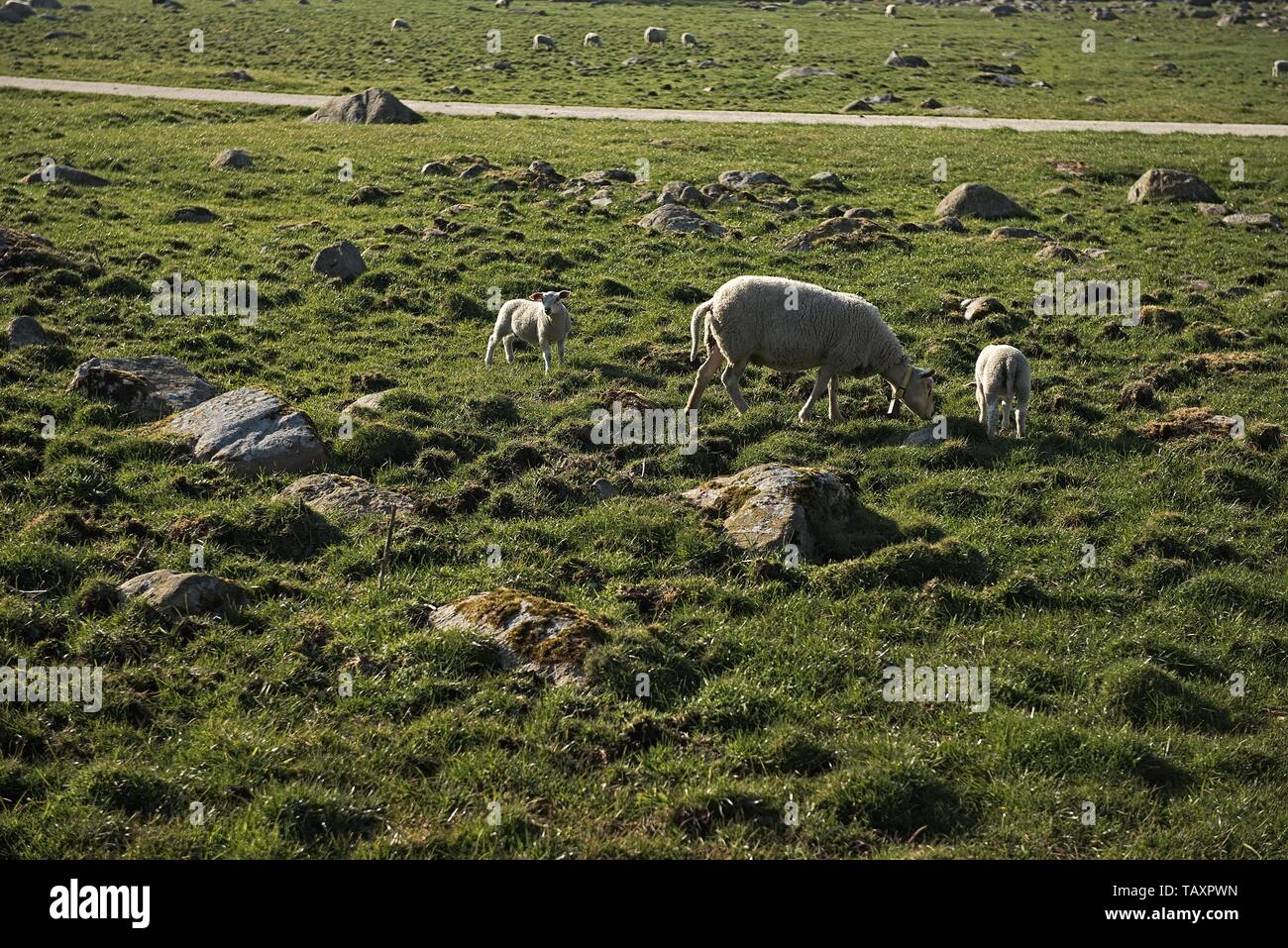 Sheep eating grass at the hill view campsite, Norway Stock Photo - Alamy
