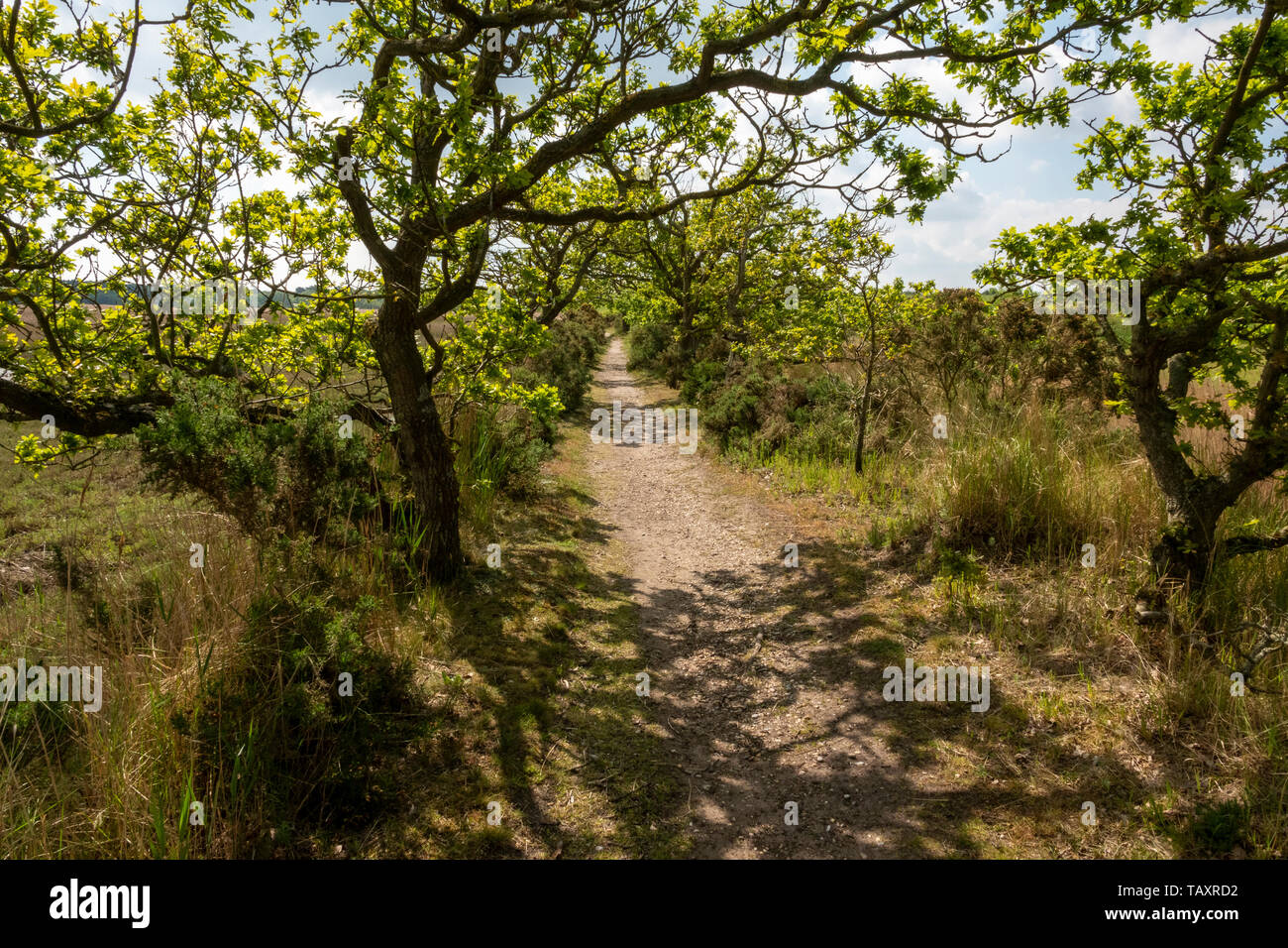 Looking along a tree lined footpath in open country with dappled light Stock Photo