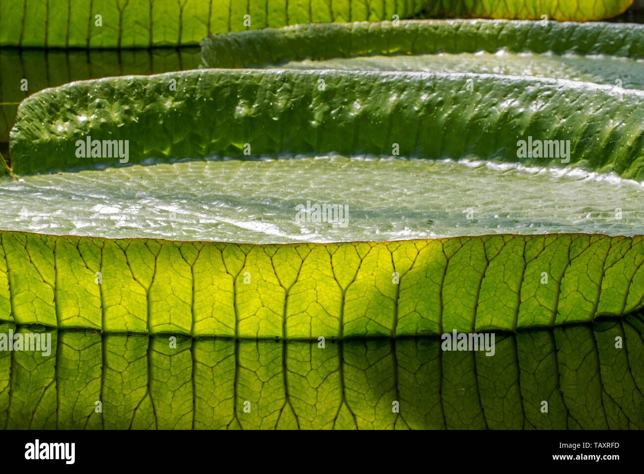 Santa Cruz water lily / water platter / yrupe (Victoria cruziana) giant floating leaves, native to South America Stock Photo
