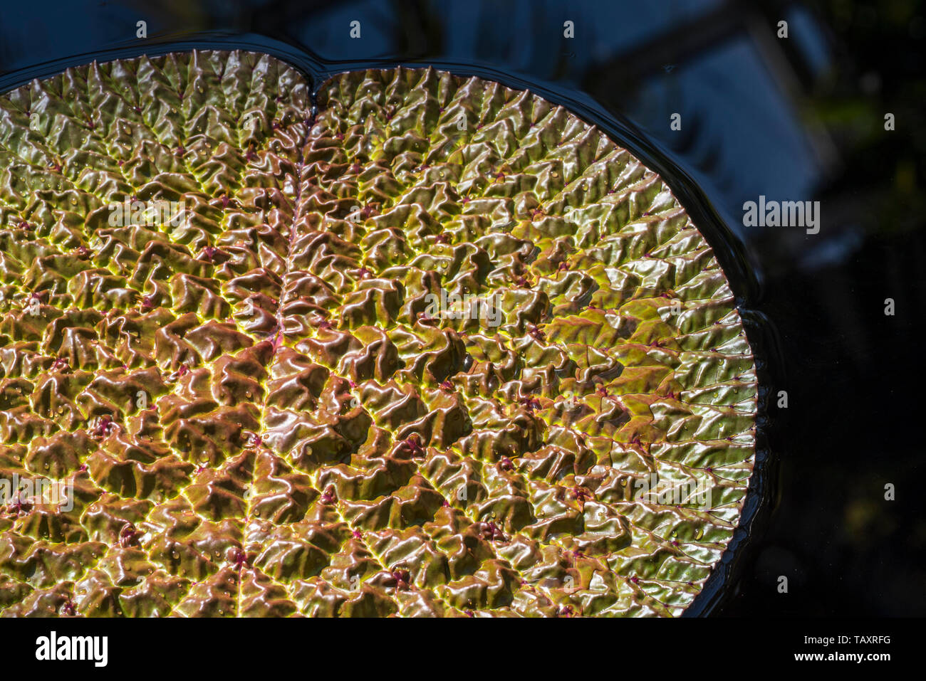 Prickly waterlily / fox nut / foxnut / gorgon nut / makhana (Euryale ferox) giant floating leaf, native to eastern Asia and southern Asia Stock Photo