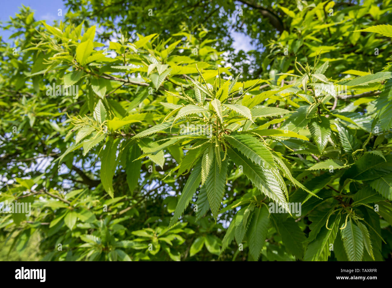 Sweet chestnut (Castanea sativa) tree, close-up of leaves in spring Stock Photo