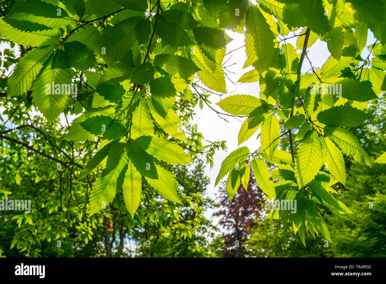 Sweet chestnut (Castanea sativa) tree, close-up of leaves in spring Stock Photo