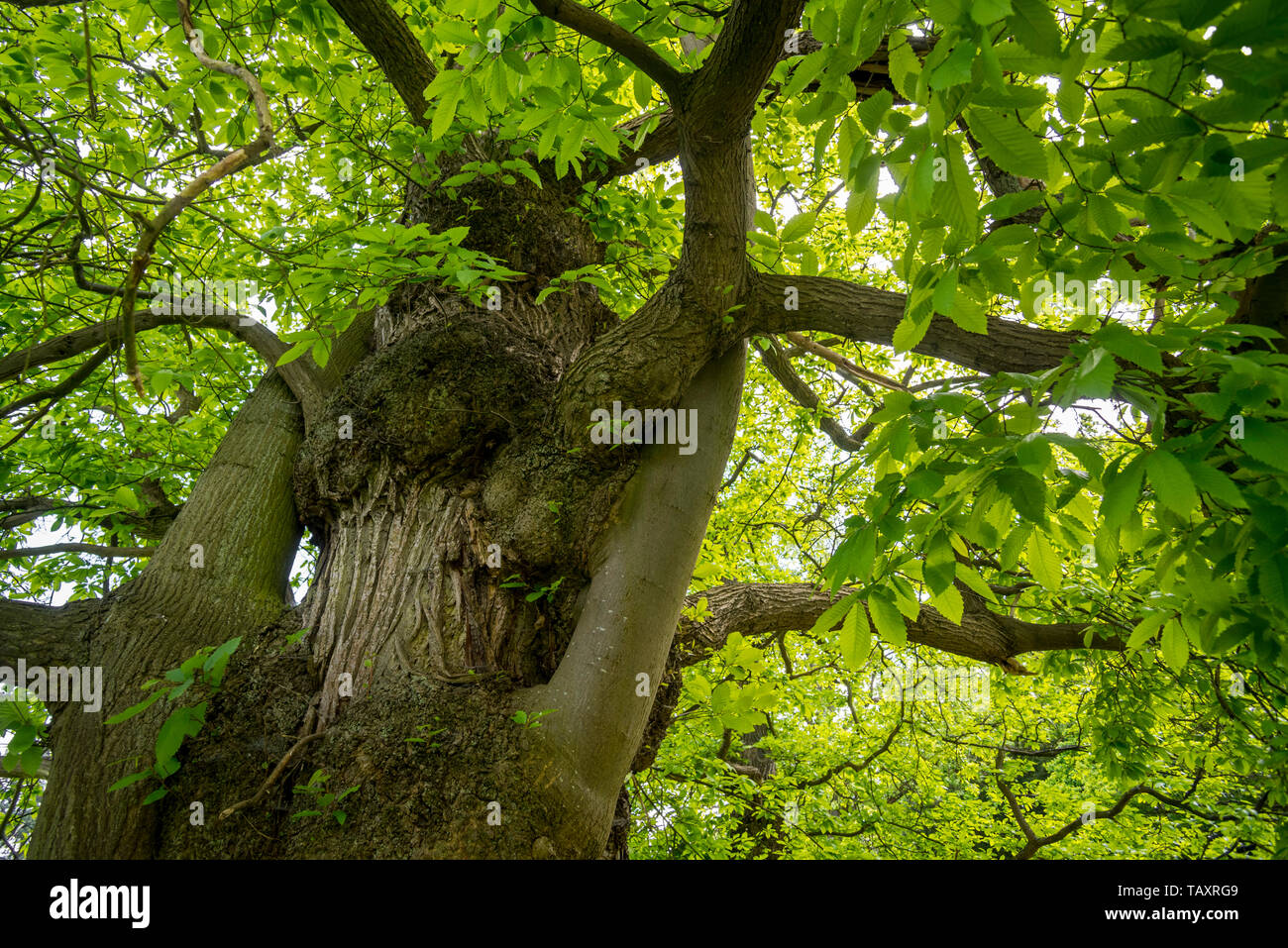 Sweet chestnut (Castanea sativa) close-up of tree trunk and foliage Stock Photo