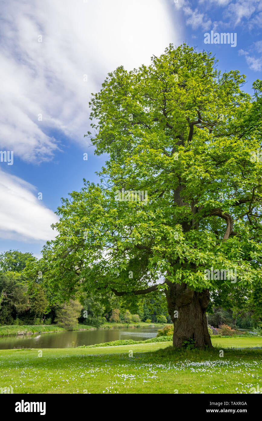 Sweet chestnut (Castanea sativa) tree in park in spring Stock Photo