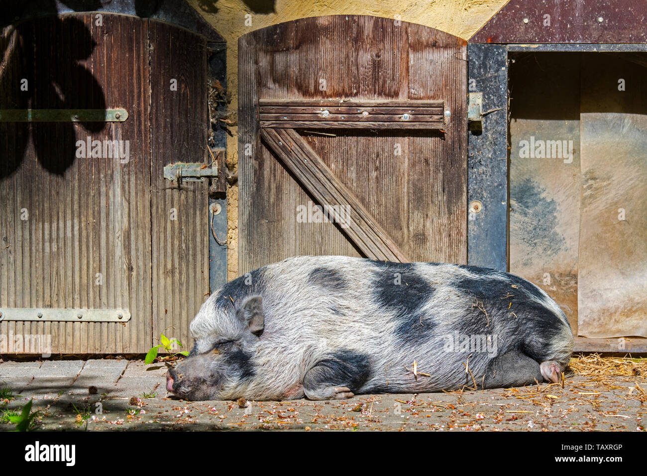 Miniature pig / Göttingen minipig / Göttinger / Goettingen minipig, breed of small domestic swine Stock Photo