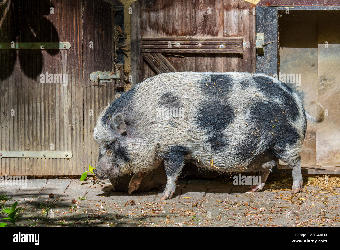 Miniature pig / Göttingen minipig / Göttinger / Goettingen minipig, breed of small domestic swine Stock Photo