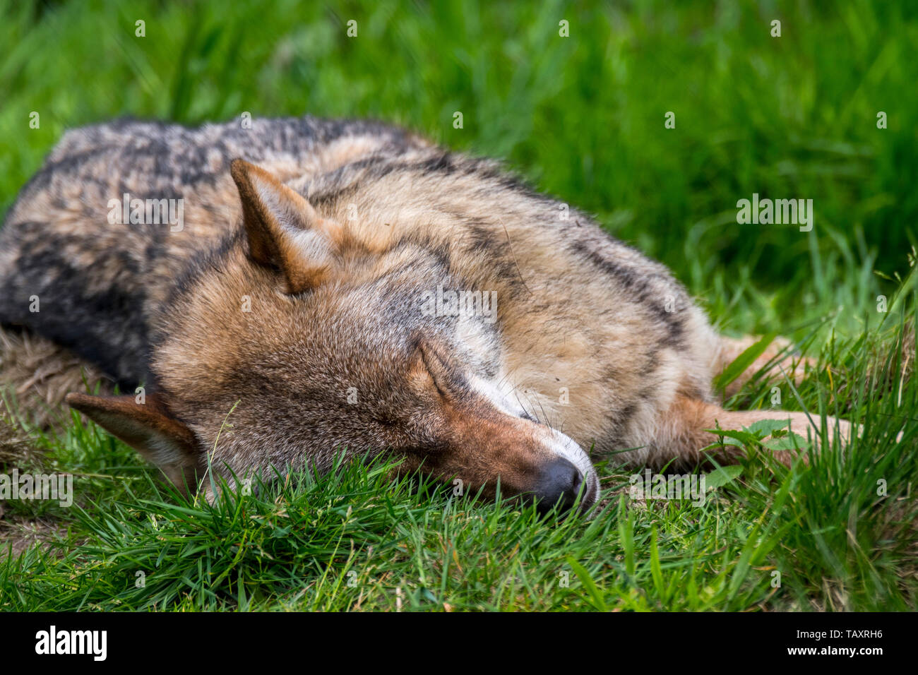 Poisoned European gray wolf / grey wolf (Canis lupus) lying dead in meadow / grassland Stock Photo