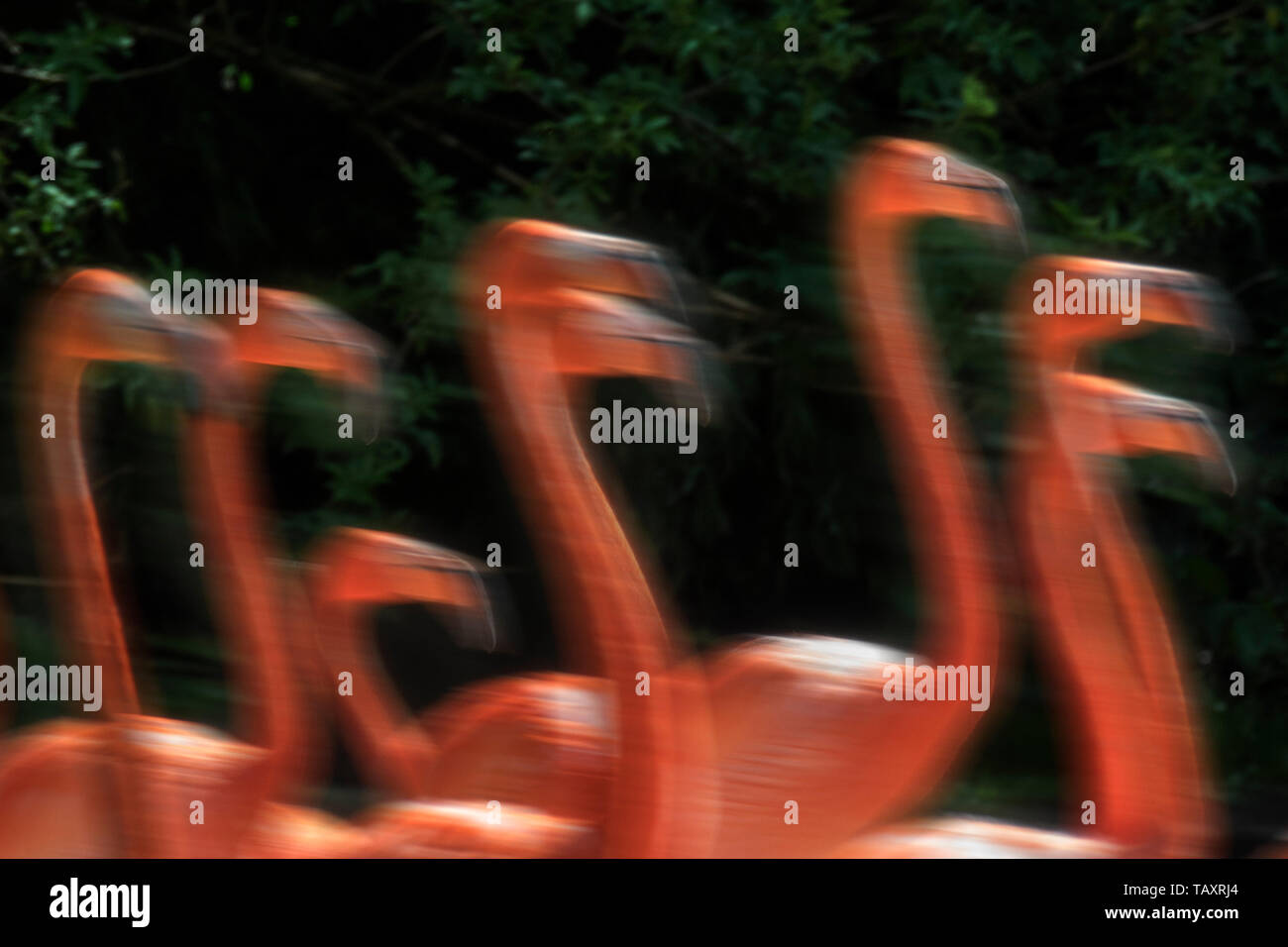 American flamingo / Cuban flamingo / Caribbean flamingos (Phoenicopterus ruber) flock foraging. Motion blur Stock Photo