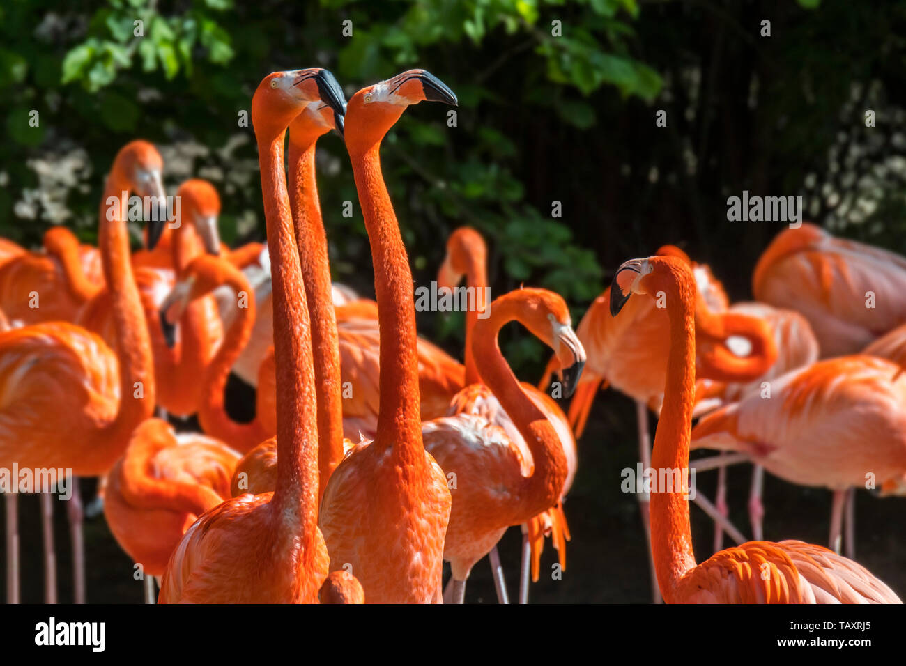 American flamingo / Cuban flamingo / Caribbean flamingo (Phoenicopterus ruber) flock Stock Photo