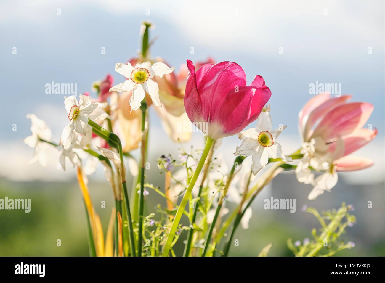 Bouquet of spring flowers tulips and white daffodils in vase on the ...