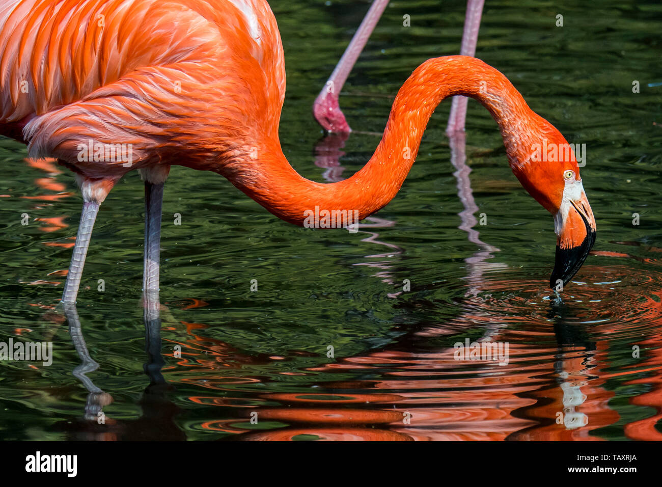 American flamingo / Cuban flamingo / Caribbean flamingo (Phoenicopterus ruber) foraging in pond Stock Photo