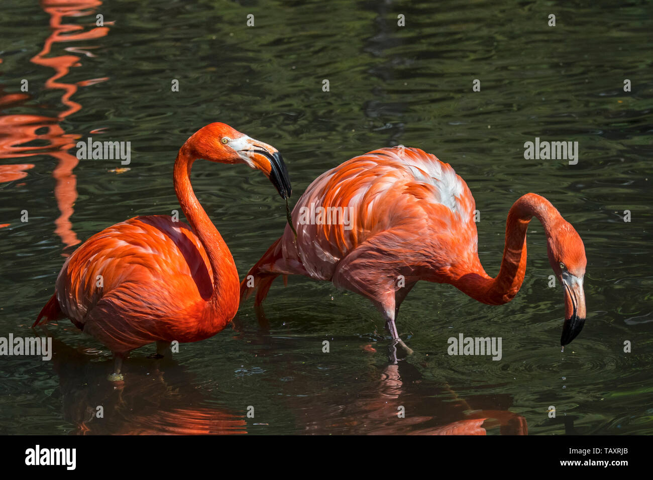 Two American flamingos / Cuban flamingos / Caribbean flamingos (Phoenicopterus ruber) foraging in pond Stock Photo