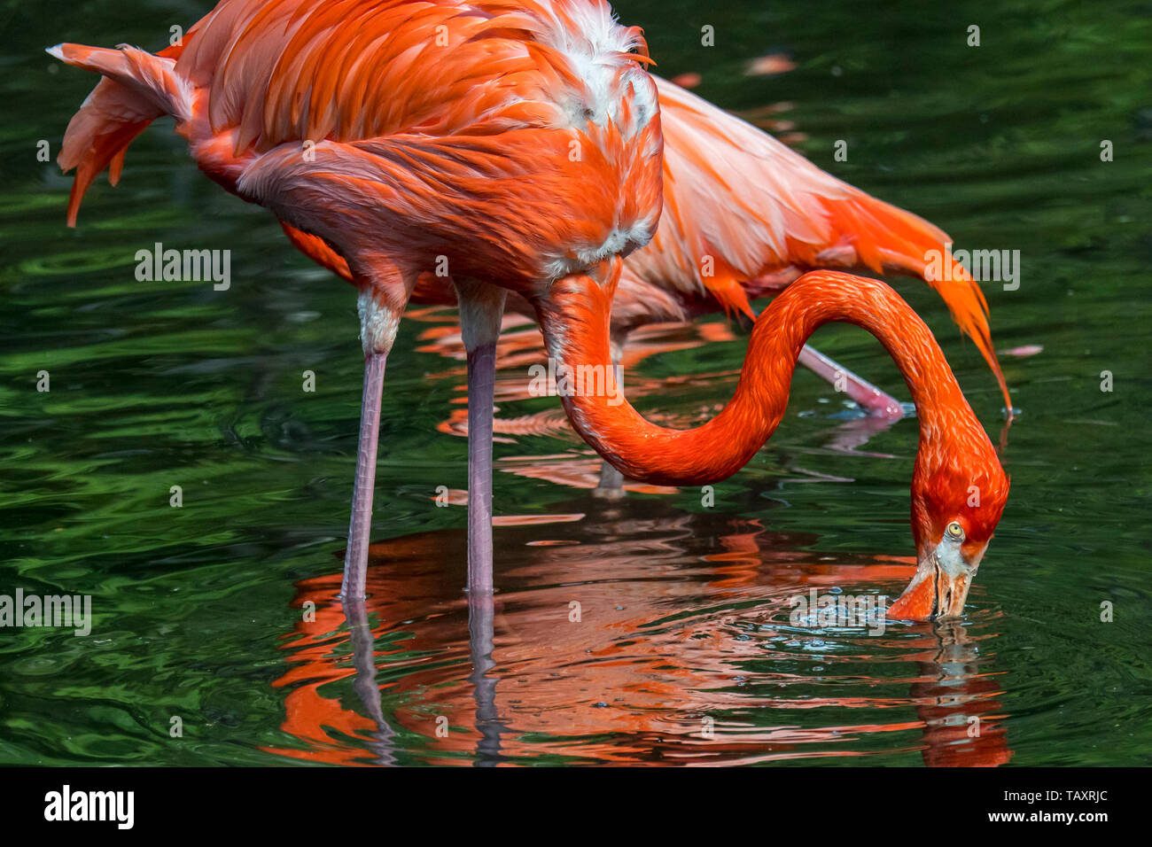 American flamingo / Cuban flamingo / Caribbean flamingo (Phoenicopterus ruber) foraging in pond Stock Photo