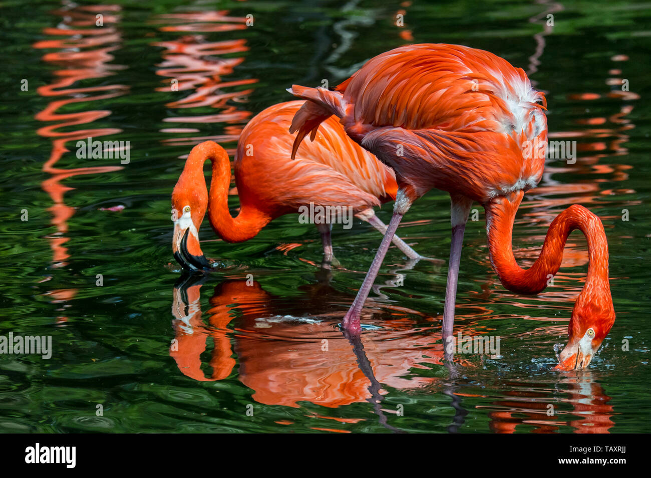 Two American flamingos / Cuban flamingos / Caribbean flamingo (Phoenicopterus ruber) foraging in pond Stock Photo
