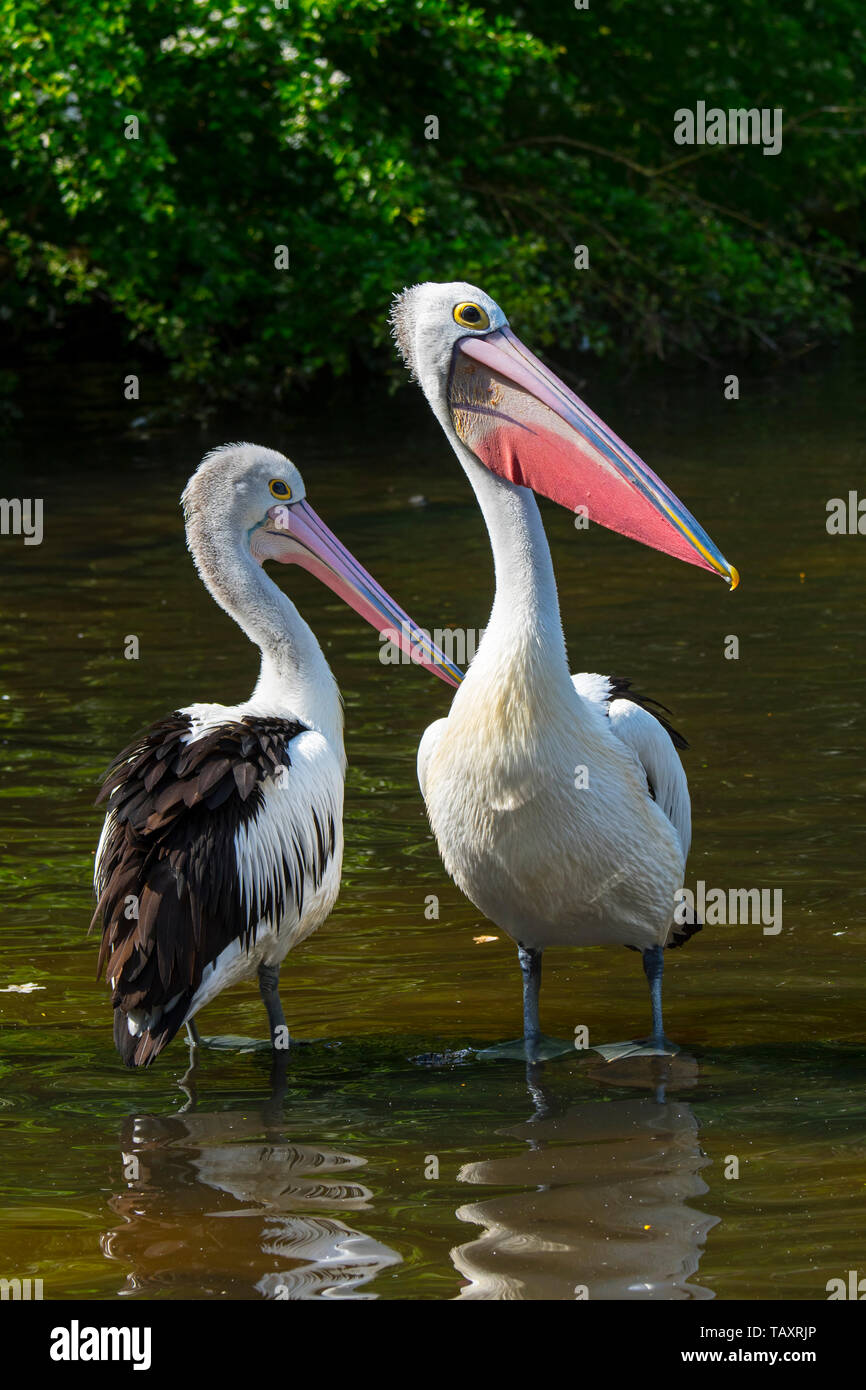 Two Australian pelicans (Pelecanus conspicillatus) resting in shallow water in pond, native to Australia and New Guinea Stock Photo