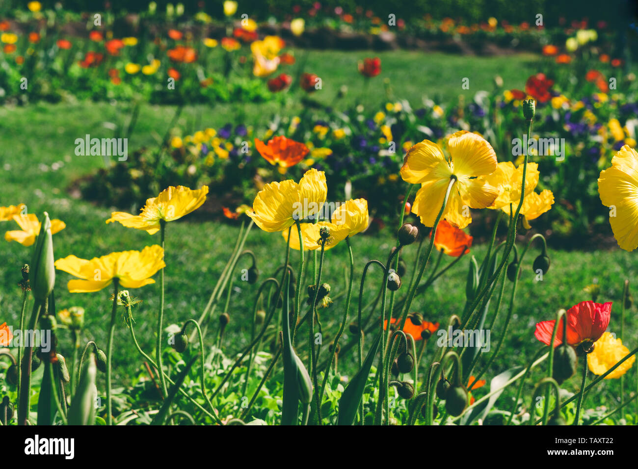 Yellow,Red, and Orange Dutch Poppies Blooming, at Wilhemina's Garden, Golden Gate Park, San Francisco Stock Photo