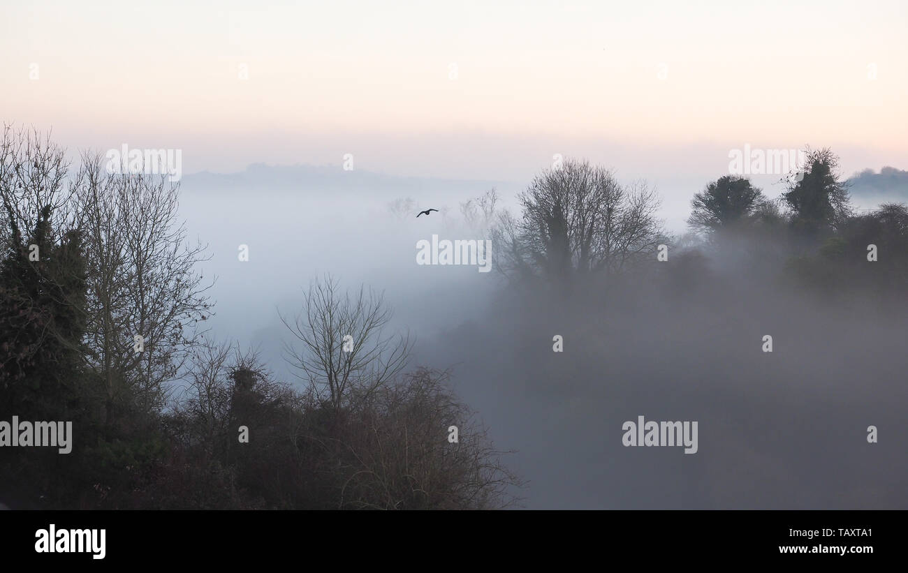 Jackdaw Corvus monedula flying in the early morning mist in Somerset Stock Photo