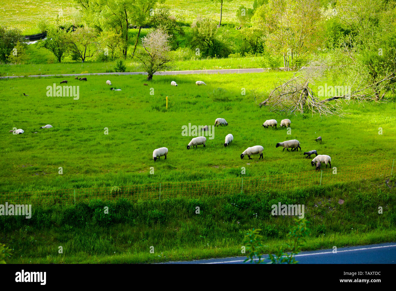 Sheeps on an idyllic mountain pasture in Bavaria Stock Photo