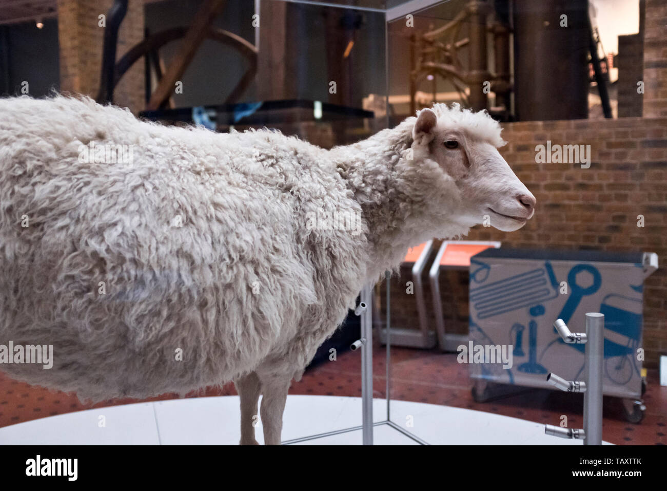 dh National museum of Scotland CHAMBER STREET EDINBURGH Dolly the cloned sheep first animal cloning clone clones Stock Photo